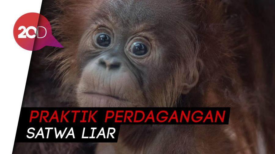 Fantastis, Menteri LHK Ungkap Harga Satwa Liar Selundupan