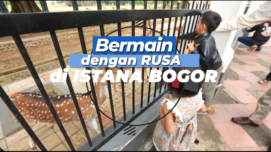 Bermain dengan Rusa di Istana Bogor