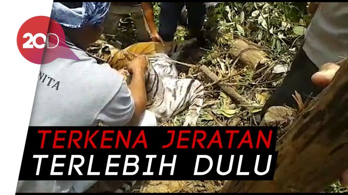Bangkai Harimau Sumatera Ditemukan Tergantung di Hutan