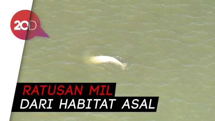 Paus Putih Asal Arktik Muncul di Sungai Thames
