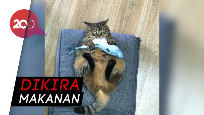 Ups Kecele! Kucing Gendut Ini Tertipu Bantal Ikan