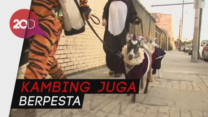 Gokil! Di Los Angeles Ada Kambing Doyan Party