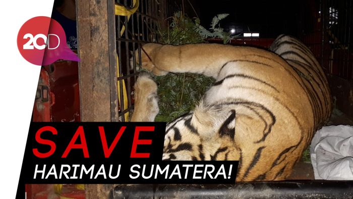 Jerat Manusia Habisi Nyawa Harimau Sumatera