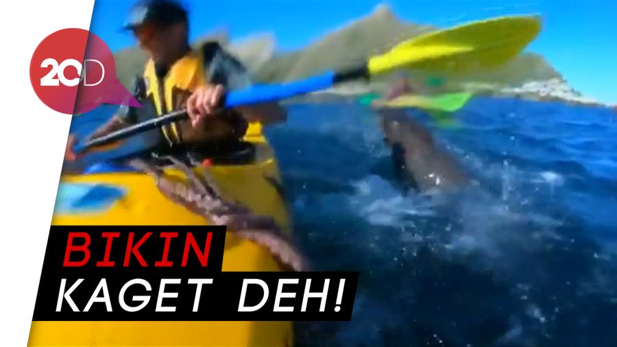 Waduh! Anjing Laut Lempari Manusia dengan Gurita