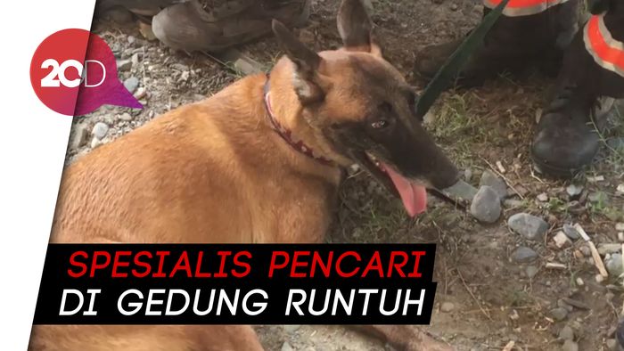 Guk! Anjing Pelacak Bantu Cari Korban Gempa Sulteng
