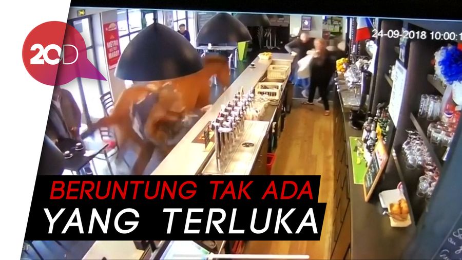 Kuda Nyelonong ke Kafe dan Ngamuk, Pengunjung Pontang-panting