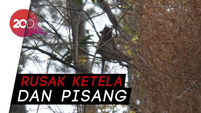 Terekam Kamera Warga, Monyet Serang Lahan Pertanian di Semarang