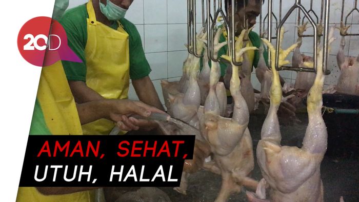 Hindari Flu Burung, Ini Tahapan Produksi Ayam ASUH 