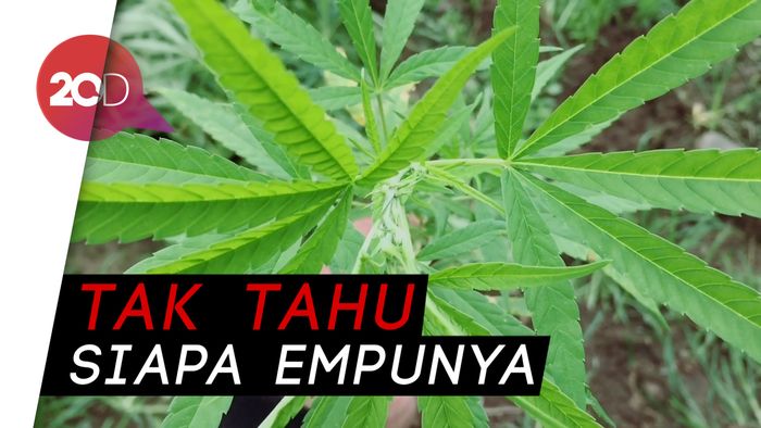Polisi Bakar 2 Hektare Ladang Ganja di Aceh