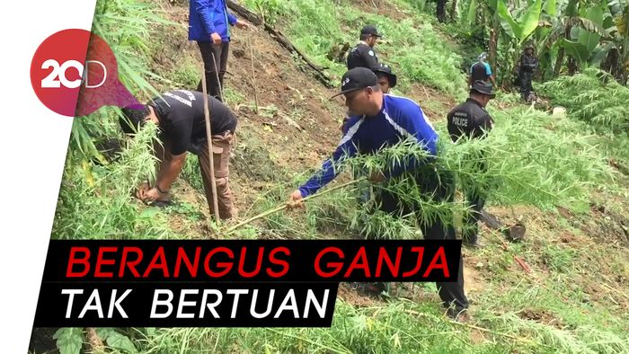 Medan Terjal Memberangus Lautan Ganja
