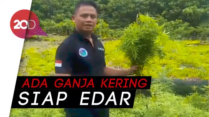 Giliran Ladang Ganja di Aceh Besar Dimusnahkan Polisi!