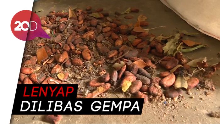 Kenestapaan Bisnis Kakao di Sulteng