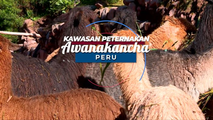 Kawasan Peternakan Ini Merupakan Penghasil Wol Terkemuka di Peru