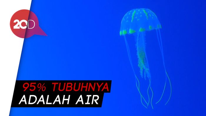 Mengenal Ubur-ubur, Binatang Laut Tak Bertulang 