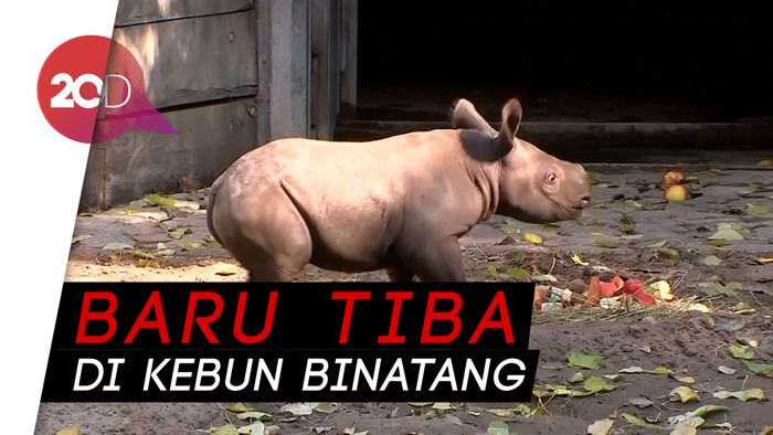 Tingkah Laku Bayi Badak Hitam Ini Bikin Gemas!