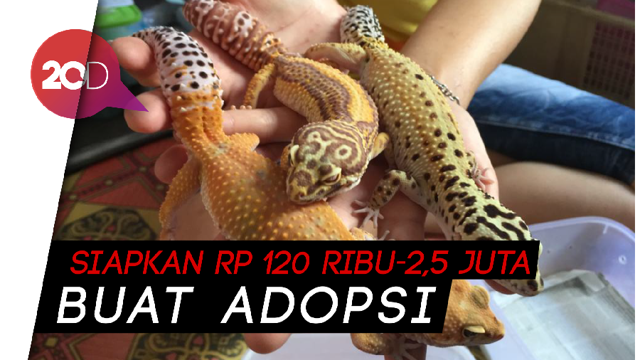 Leopard Gecko, Tokek Cantik Bikin Kaya Mendadak