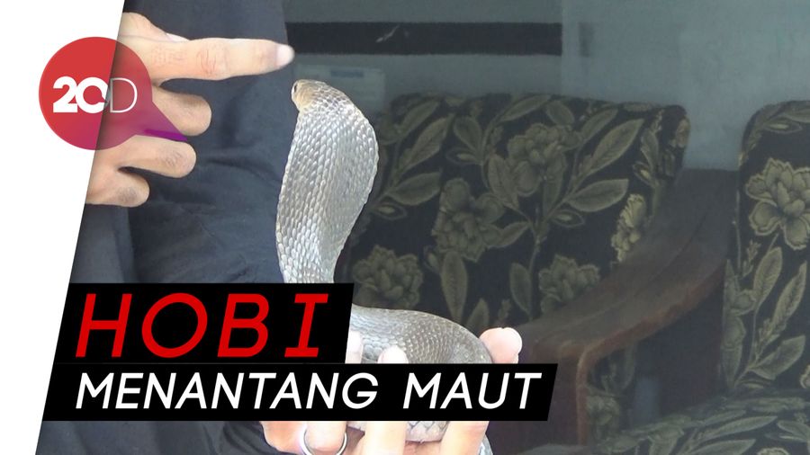 Greget Nih!  Pria di Jombang Pelihara 3 Ekor Ular Kobra 