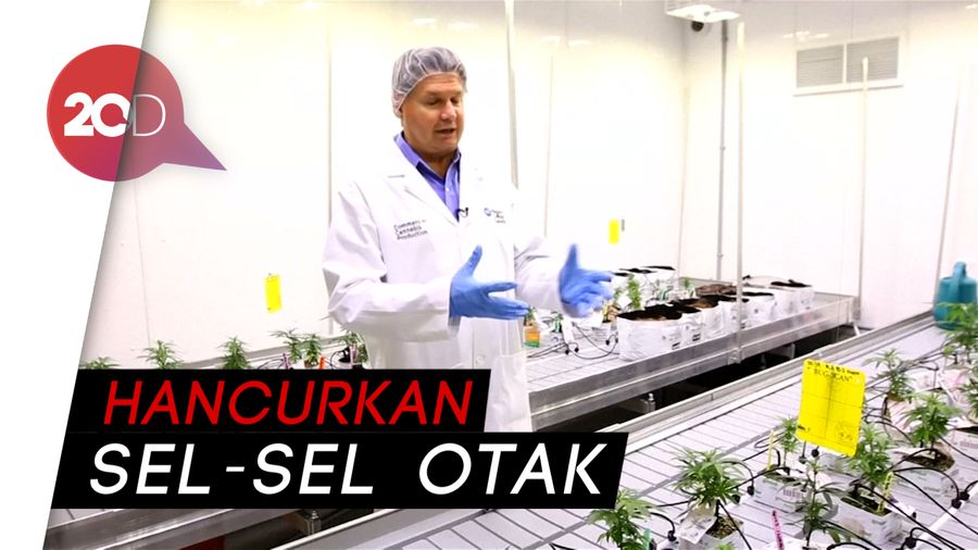 Kini Dilegalkan di Kanada, Apa Dampak Ganja untuk Kesehatan?