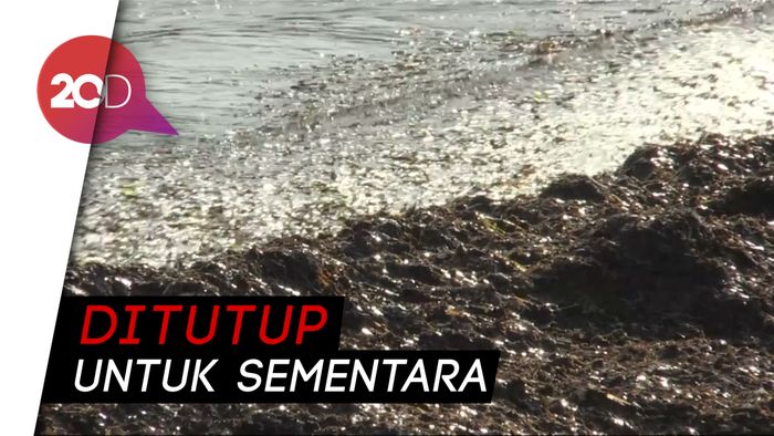  Duh... Pantai Cantik di Prancis Diselimuti Minyak