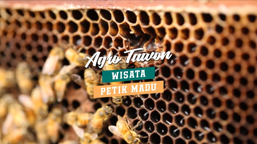 Berwisata Sambil Belajar, Saatnya Mengunjungi Agrowisata Agro Tawon