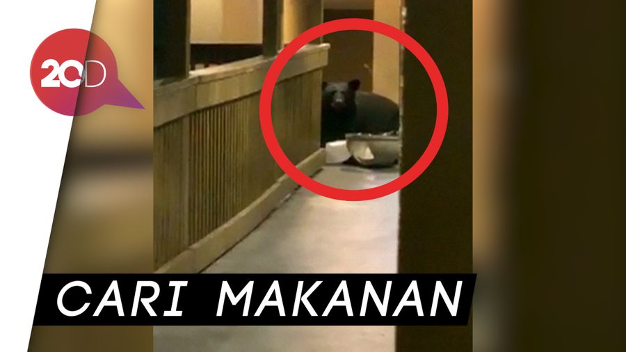 Beruang Lapar Merangsek Masuk ke Hotel di AS  