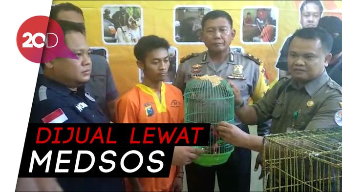 Polisi Tangkap Pelaku Penjual Satwa Lindung