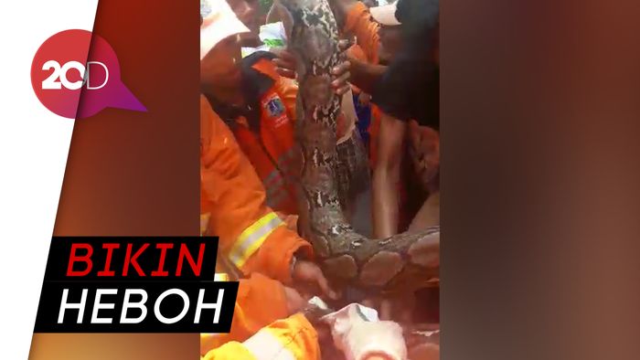  Ular Piton 2,5 Meter Gegerkan Warga Pisangan Timur
