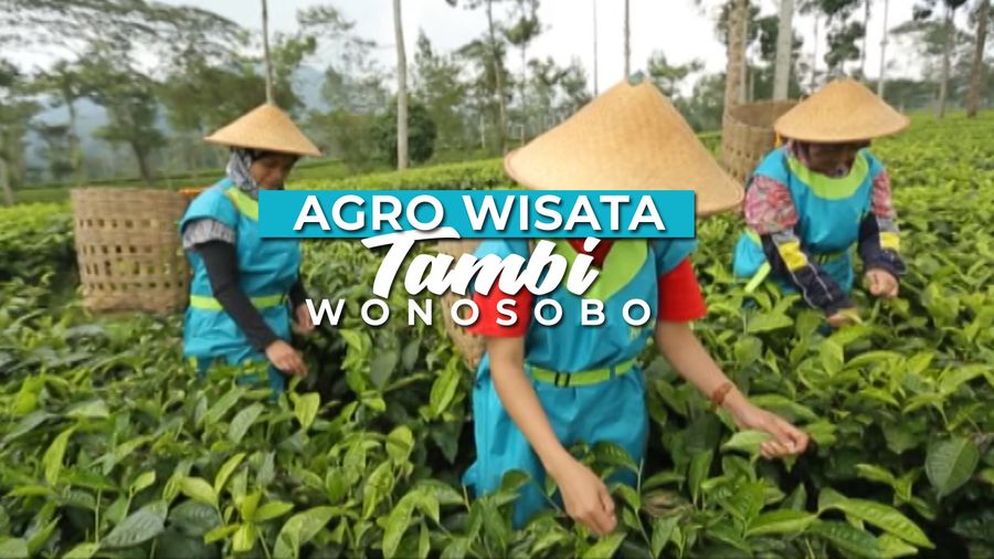 Agrowisata Perkebunan Teh Tambi