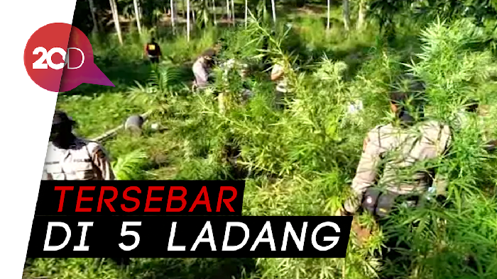 235 Ton Ganja di Aceh Dimusnahkan