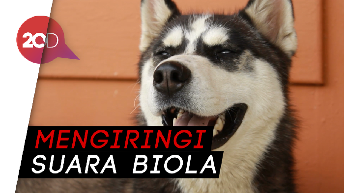 Viral! Nyanyian Anjing Ini Curi Perhatian Masyarakat