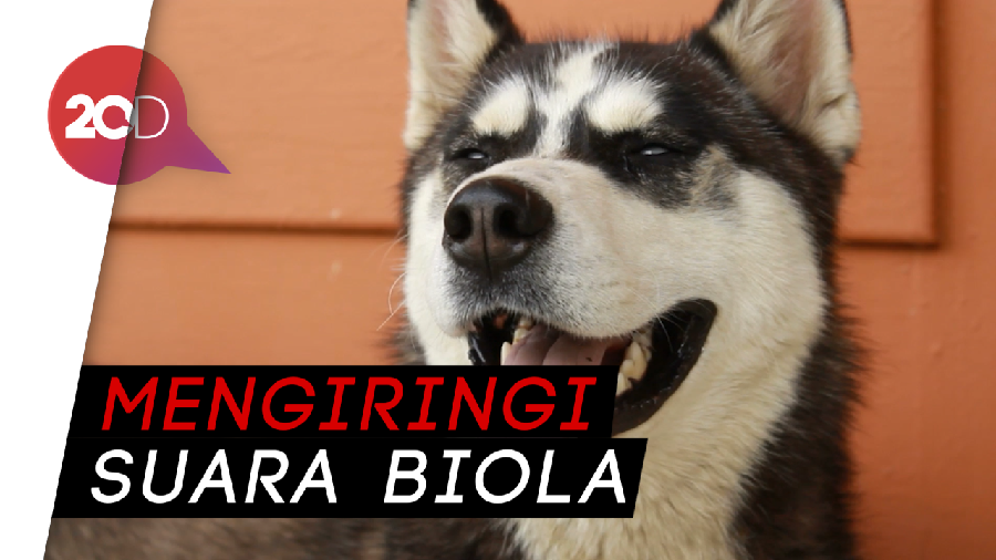 Viral! Nyanyian Anjing Ini Curi Perhatian Masyarakat
