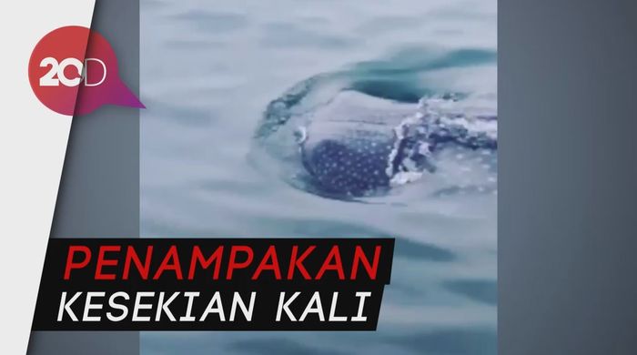 Detik-detik Kemunculan Hiu di Kepulauan Seribu