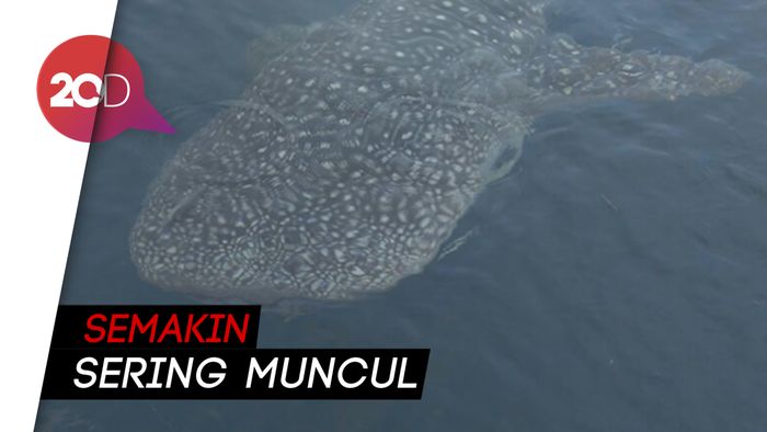 Lagi-lagi Ikan Hiu Tutul Muncul di Kepulauan Seribu