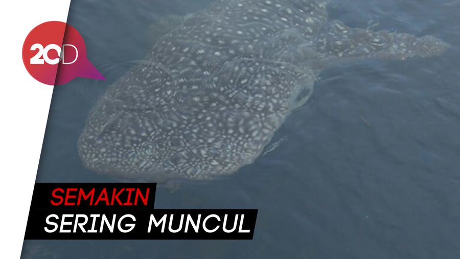 Lagi-lagi Ikan Hiu Tutul Muncul di Kepulauan Seribu