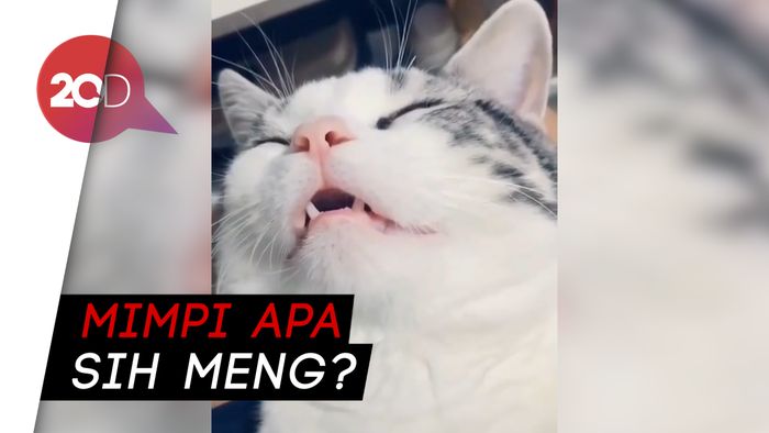 Cuanet Sih Kucing Ini Tidurnya Ngigau!