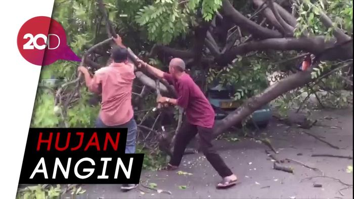 Pohon Tumbang Timpa Angkot di Cakung 