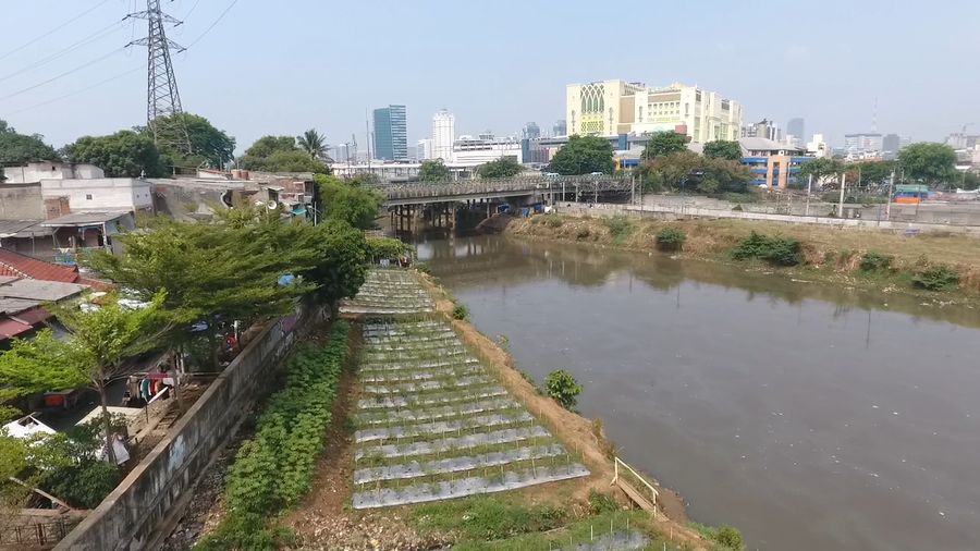 Panen Cabai di Bantaran Kali Ciliwung