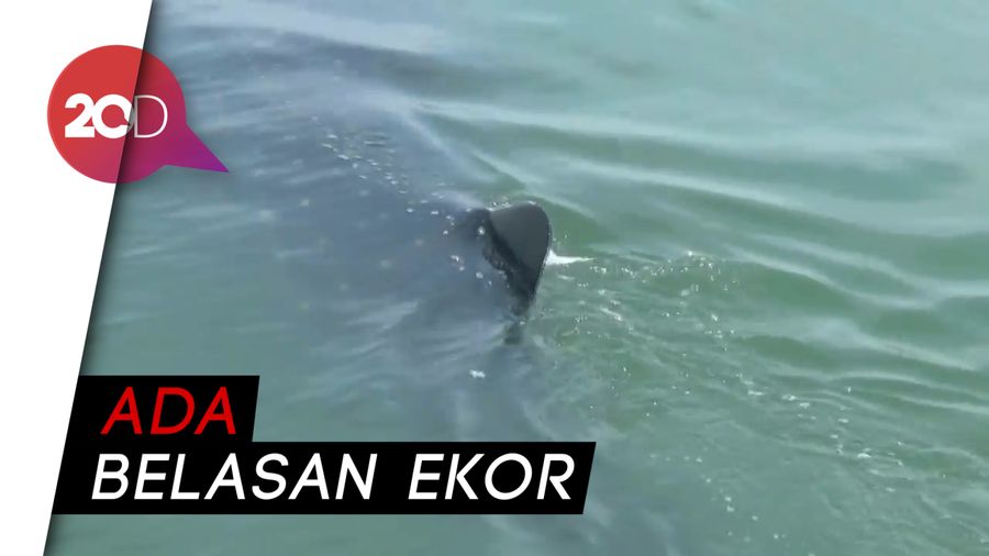  Penampakan Kawanan Hiu Tutul di Perairan Probolinggo