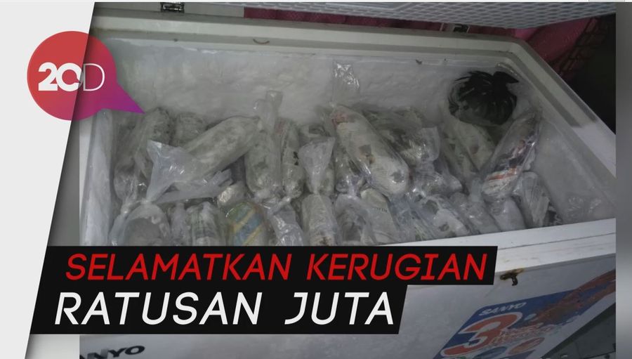 Ribuan Baby Lobster Hasil Selundupan Dilepasliarkan