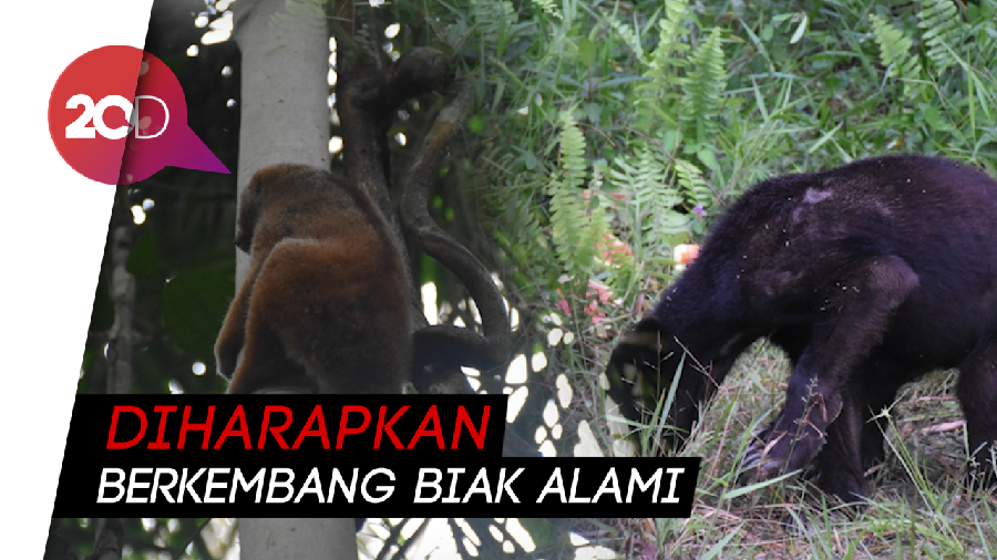 Kukang hingga Beruang Madu Dilepasliarkan di Riau