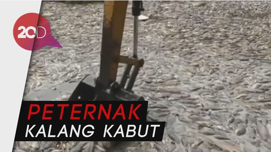 Ratusan Ton Ikan di Irak Mati Mendadak, Ada Apa?