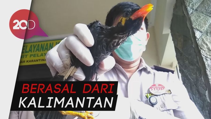 Pernyelundupan 481 Burung Dilindungi Terungkap!