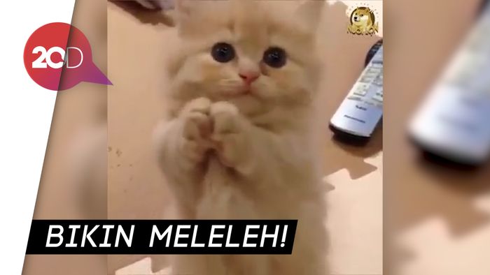 Cara Unik Kucing-kucing Ini Minta Makan