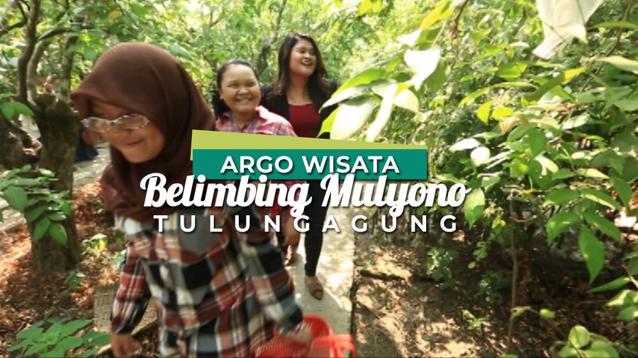 Yuk, Ajak Keluarga ke Agrowisata Belimbing Mulyono di Tulungagung
