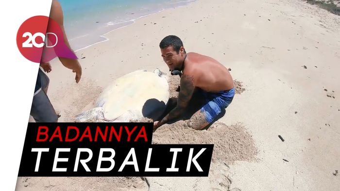 Aksi Heroik YouTuber Bantu Penyu Kembali ke Laut