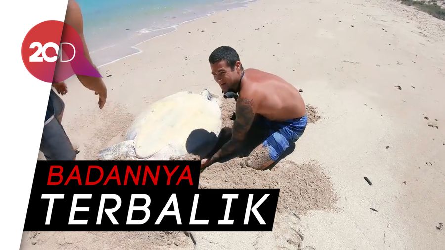 Aksi Heroik YouTuber Bantu Penyu Kembali ke Laut