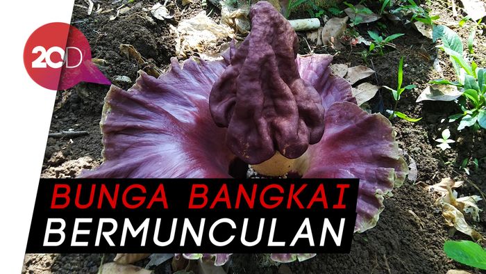 Unik! Bunga Bangkai Muncul Berjemaah di Ciamis