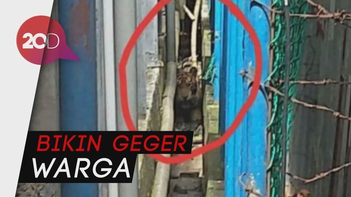 Waduh! Ada Harimau Main ke Ruko Pasar di Riau