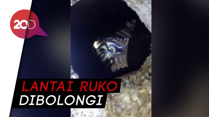 2 Hari Terjebak di Kolong Ruko, Harimau Liar Diberi Makan Ayam