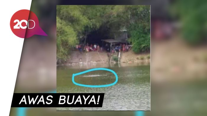 Bikin Geger! Buaya Muncul di Sungai Bengawan Solo